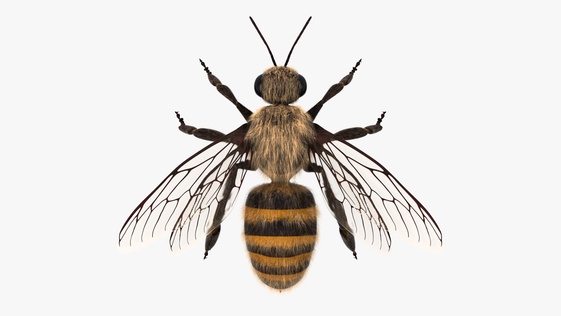 honey bee 3D https://p.turbosquid.com/ts-thumb/EU/zYIScc/OIoQUY1i/bee_004/jpg/1588431265/1920x1080/fit_q87/e92ea7c82c32f95274b56cfc37379403d4772875/bee_004.jpg