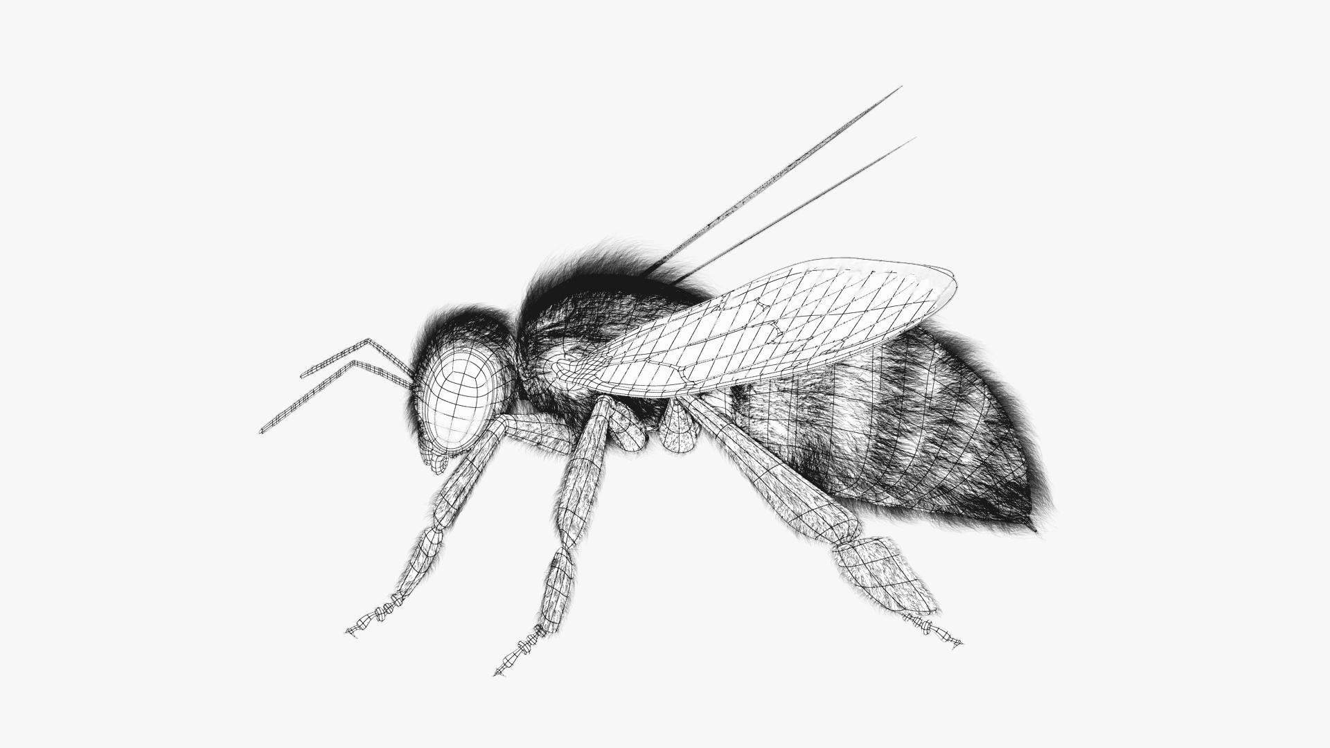 Bee Pencil Drawing Metal Print by Dan Julien - Pixels