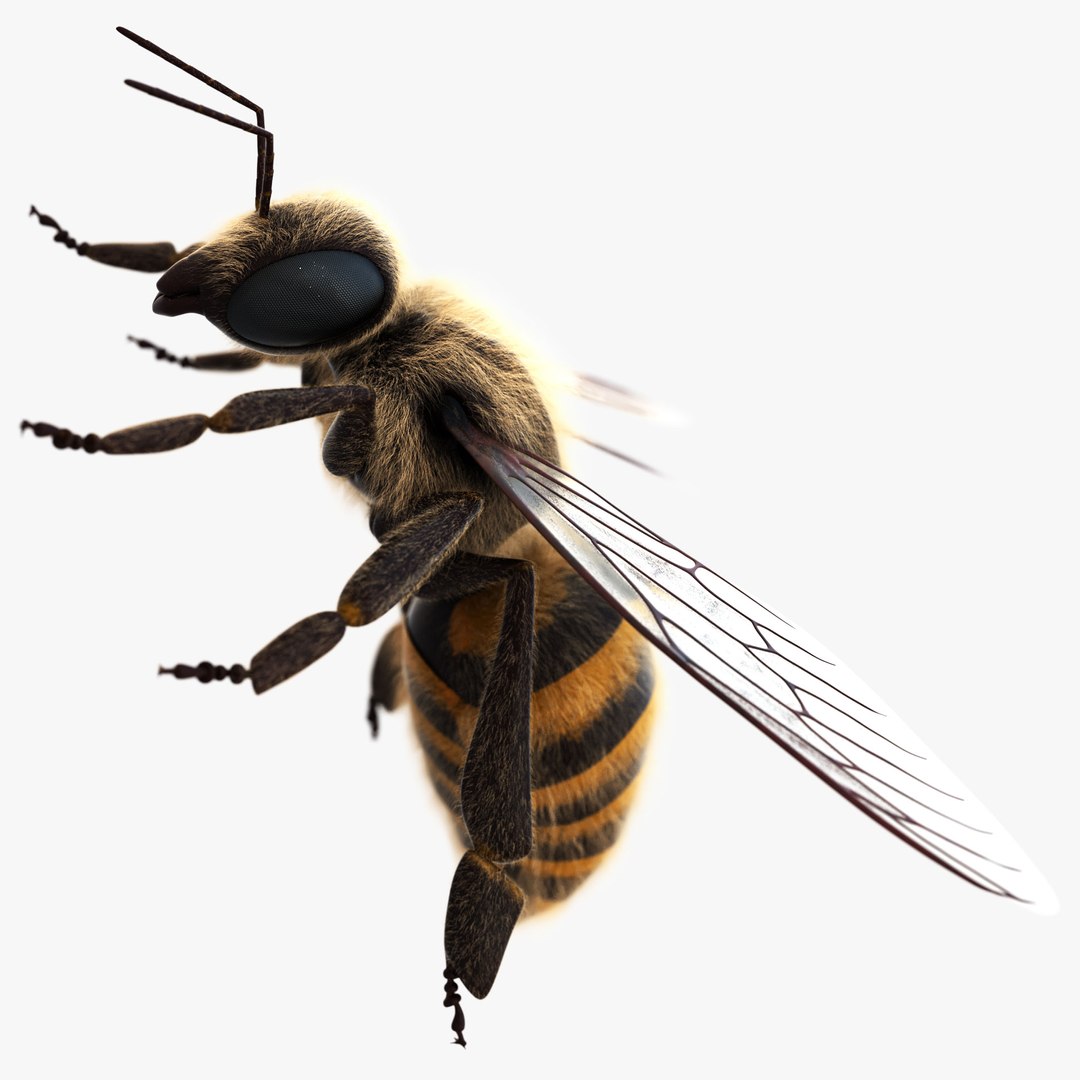 honey bee 3D https://p.turbosquid.com/ts-thumb/EU/zYIScc/stPStYR6/bee_002/jpg/1588425507/1920x1080/fit_q87/5ac12e1bcae40917ca0bfe82d4e2cdec7737fb1b/bee_002.jpg