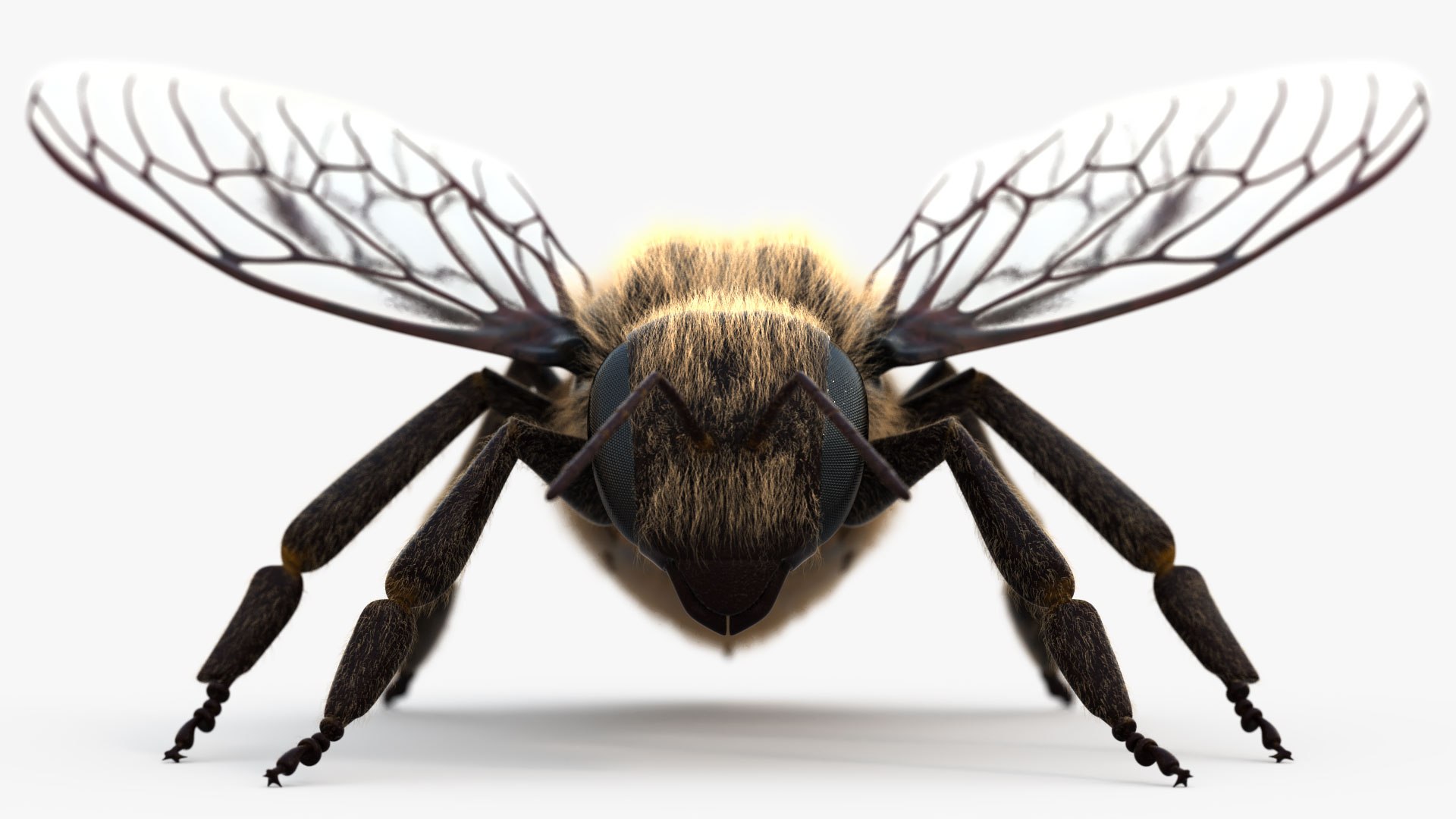 honey bee 3D https://p.turbosquid.com/ts-thumb/EU/zYIScc/vu0K3k6z/bee_003/jpg/1588425507/1920x1080/fit_q87/16ff7d2a513f80f4a6e90aba208eb8ed1987e043/bee_003.jpg