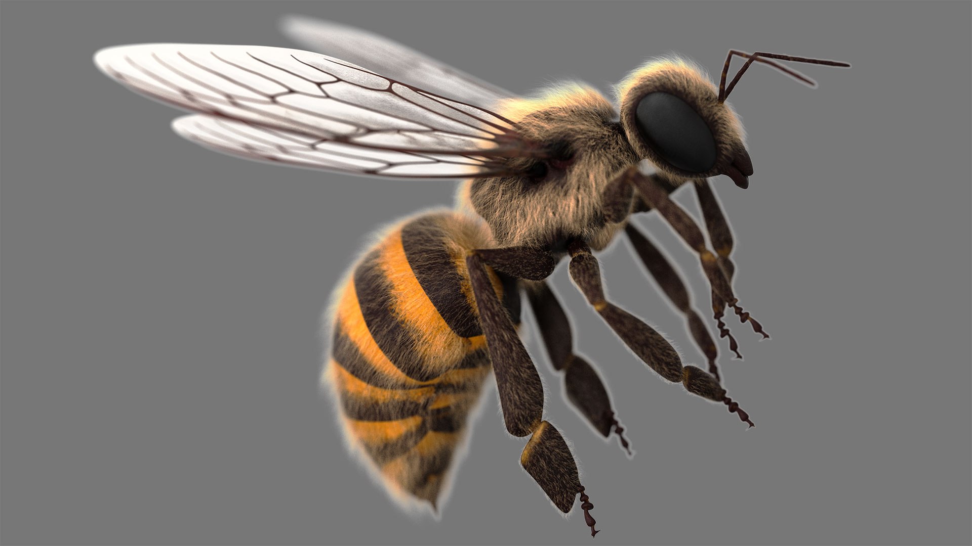 Honey Bee 3D - TurboSquid 1552131