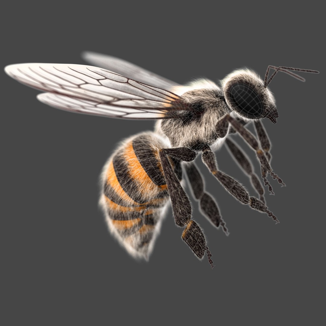 honey bee 3D https://p.turbosquid.com/ts-thumb/EU/zYIScc/xyGkiUZF/bee_wire01/jpg/1588425508/1920x1080/fit_q87/3ba431ba092352724b6e6f7651d1f26fb27b74f0/bee_wire01.jpg