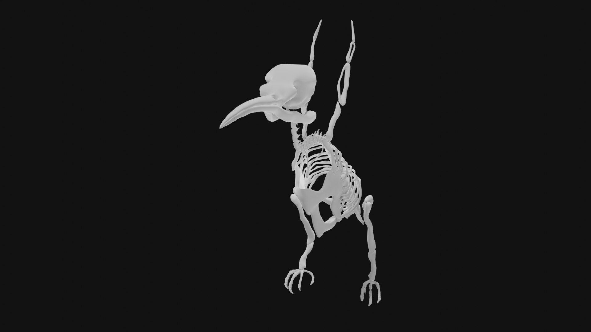 D Hummingbird Skeleton Turbosquid