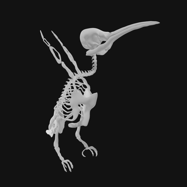 3D Hummingbird Skeleton - TurboSquid 1991840