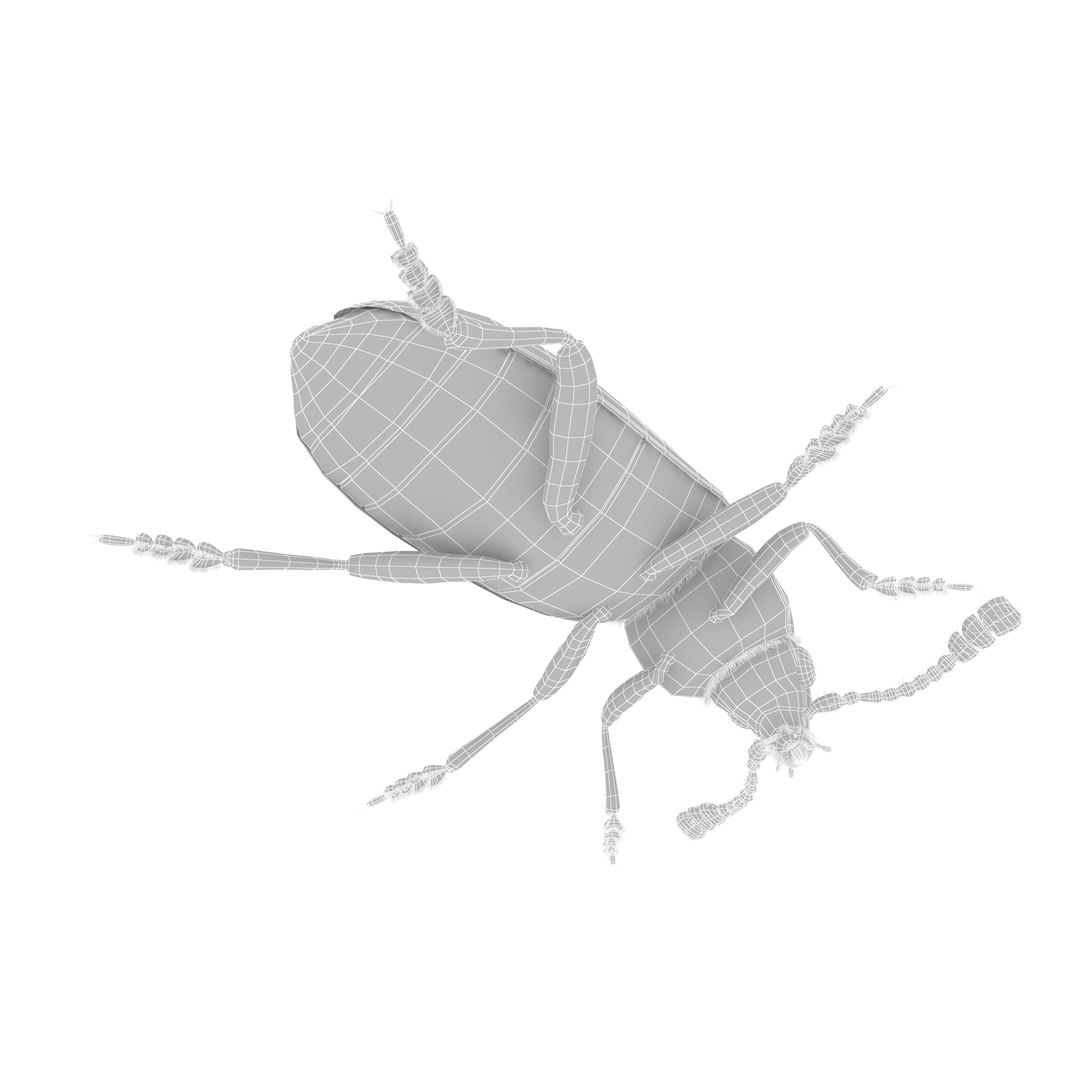 necrobia rufipes beetle 3d model https://p.turbosquid.com/ts-thumb/EV/8zwfZG/187y6FbQ/grid_1/jpg/1487752868/1920x1080/fit_q87/0c8be496cef15c120ac7b6b2f8bb352e728cb028/grid_1.jpg