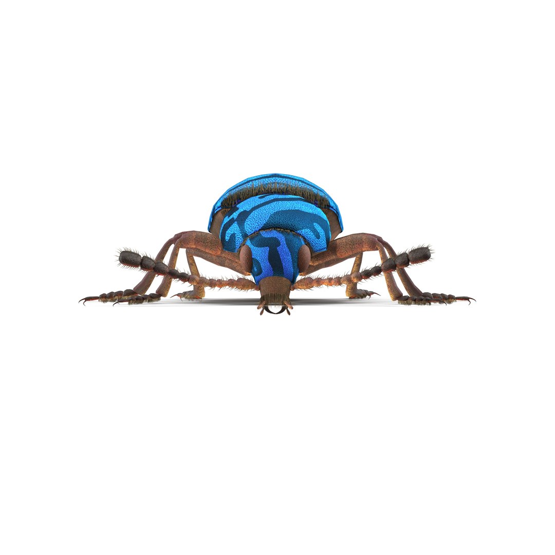 necrobia rufipes beetle 3d model https://p.turbosquid.com/ts-thumb/EV/8zwfZG/DlHNvL2n/5/jpg/1487752868/1920x1080/fit_q87/bf4c008d127f83f17c32ceb1c609442d3979a96a/5.jpg