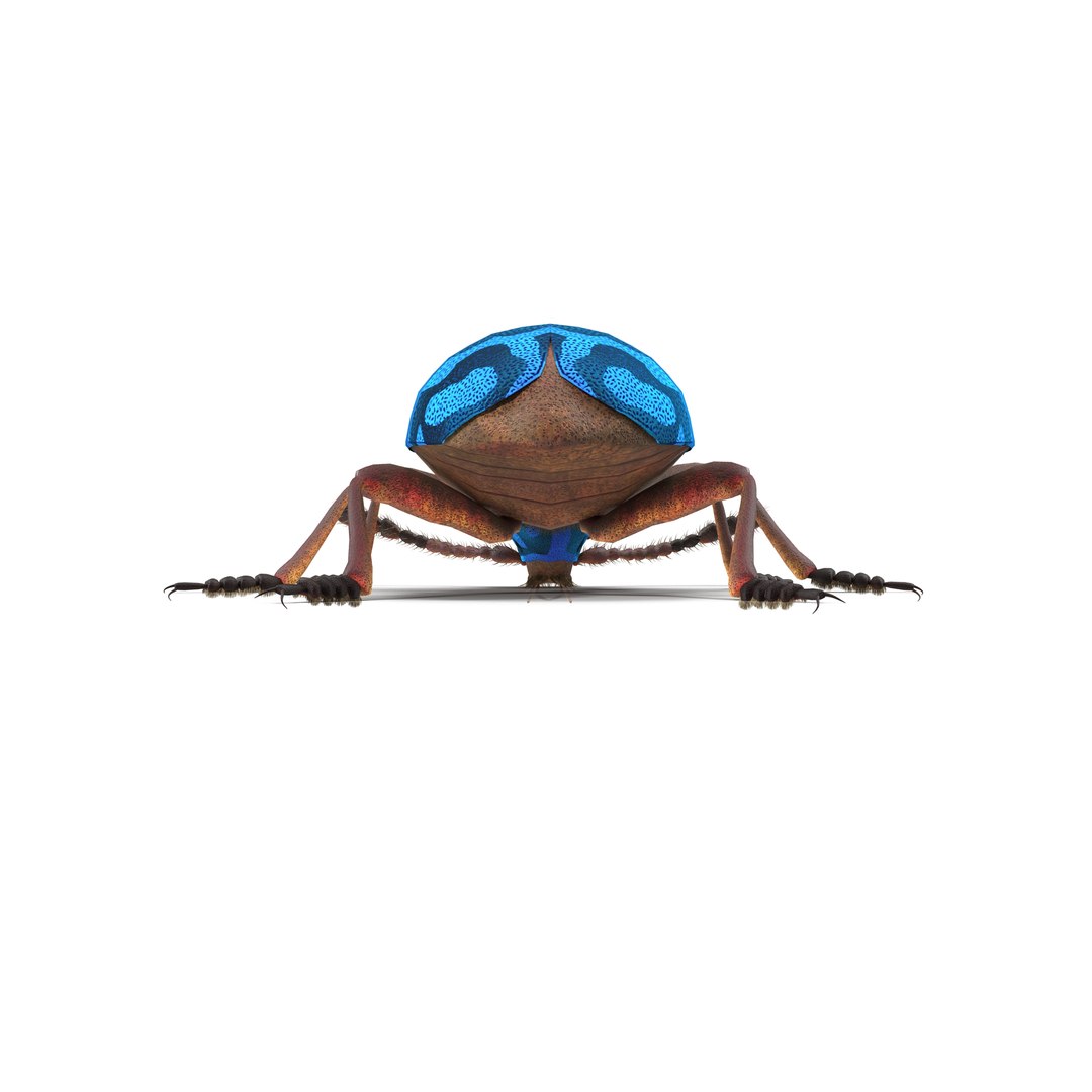 necrobia rufipes beetle 3d model https://p.turbosquid.com/ts-thumb/EV/8zwfZG/Q188TPz5/7/jpg/1487752868/1920x1080/fit_q87/98d0be3570de4b7376d6396c551bcdb08e2b9b23/7.jpg