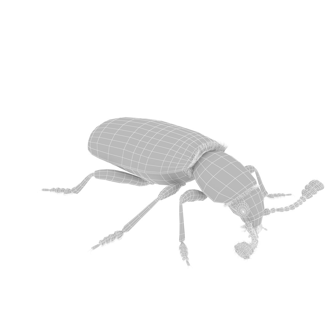 necrobia rufipes beetle 3d model https://p.turbosquid.com/ts-thumb/EV/8zwfZG/bzP9hM3P/grid/jpg/1487752868/1920x1080/fit_q87/522b5d410e7b80db8b3b7980292d6a53ebbe7423/grid.jpg