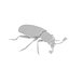 Necrobia rufipes