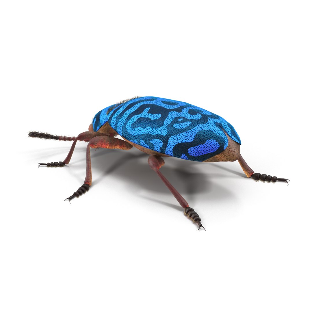 necrobia rufipes beetle 3d model https://p.turbosquid.com/ts-thumb/EV/8zwfZG/cZN8KD16/3/jpg/1487752868/1920x1080/fit_q87/28f2da27215598f673b4a86aef47f66f1f5b71df/3.jpg