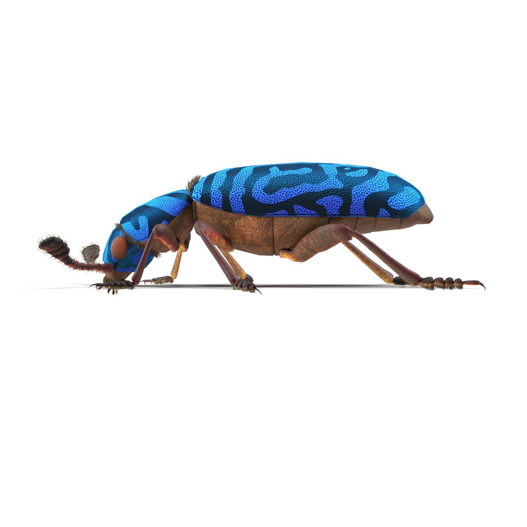 necrobia rufipes beetle 3d model https://p.turbosquid.com/ts-thumb/EV/8zwfZG/wsN1zo00/6/jpg/1487752868/1920x1080/fit_q87/c7c0d5ac4646f573f18bb6ce8564b1a9509c054a/6.jpg