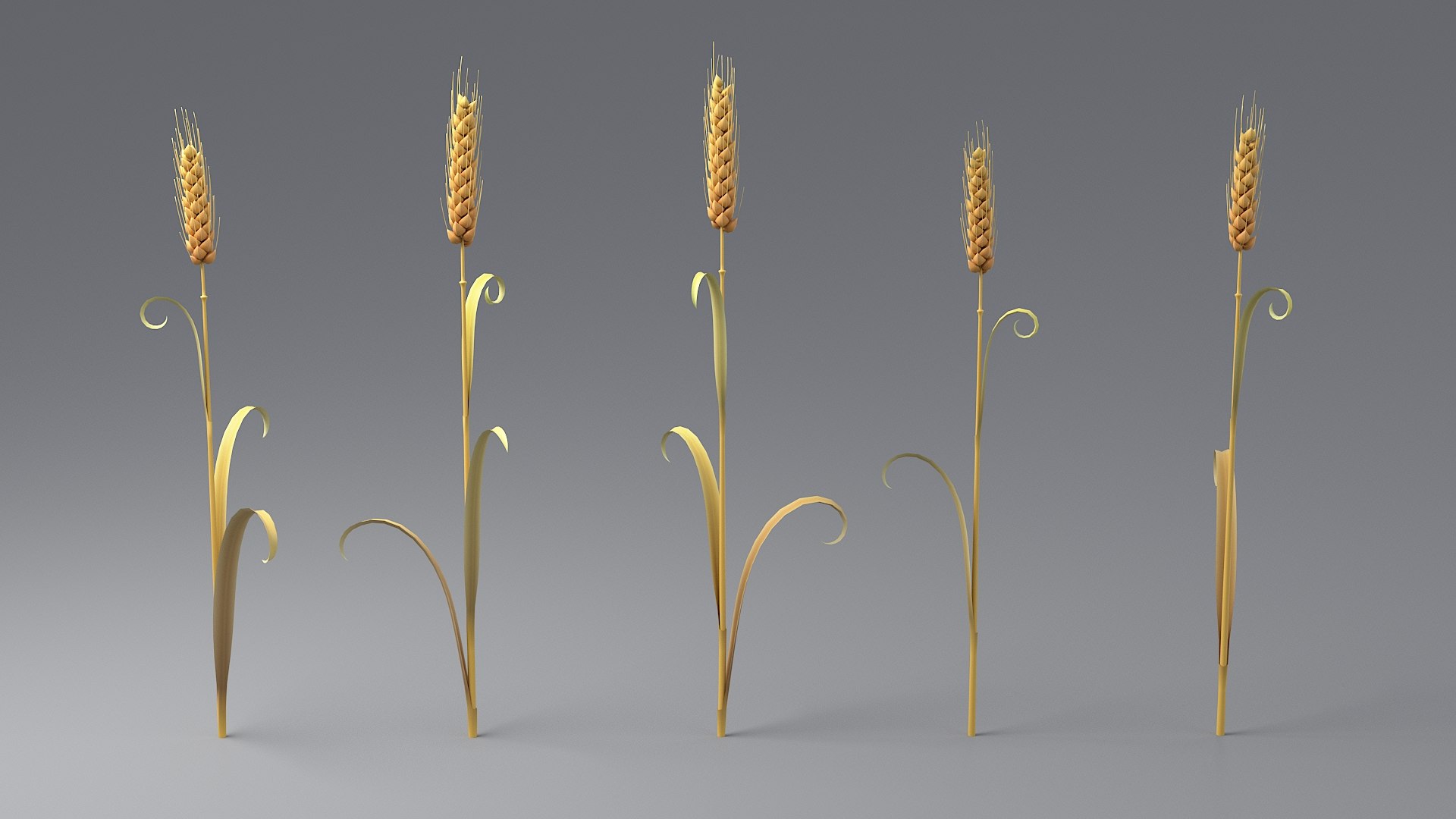 Cartoon Wheat Spikelets Collection 3D https://p.turbosquid.com/ts-thumb/EV/Dhcp3Z/1o/wheattbacol_0001/jpg/1680444171/1920x1080/fit_q87/5e93639e67b7c75a0ed595a04114c44f7bf0a34d/wheattbacol_0001.jpg