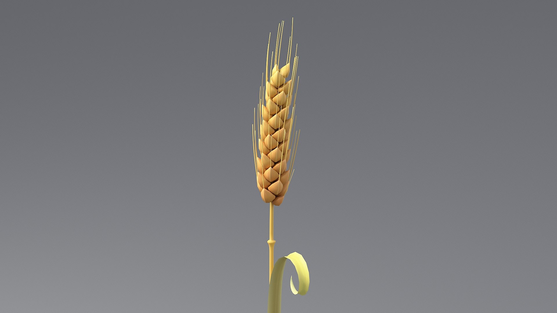 Cartoon Wheat Spikelets Collection 3D https://p.turbosquid.com/ts-thumb/EV/Dhcp3Z/LR/wheat_0006/jpg/1680444194/1920x1080/fit_q87/2e56dd9d8d14c988b44d90b50915a32a75c71e20/wheat_0006.jpg