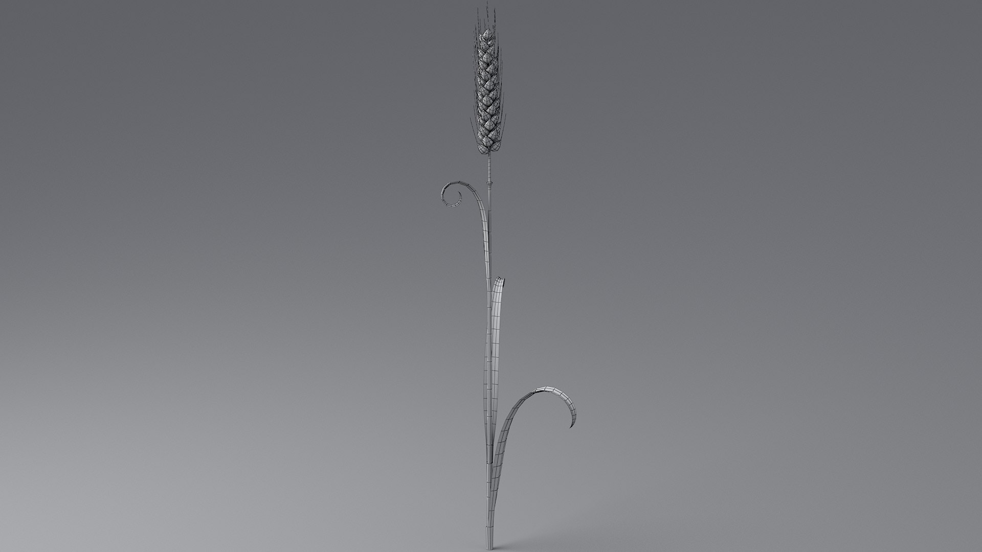 Cartoon Wheat Spikelets Collection 3D https://p.turbosquid.com/ts-thumb/EV/Dhcp3Z/gI/wheat_0032/jpg/1680444200/1920x1080/fit_q87/5ed417cc38c43d7fd94b8e4c048814681b577d21/wheat_0032.jpg