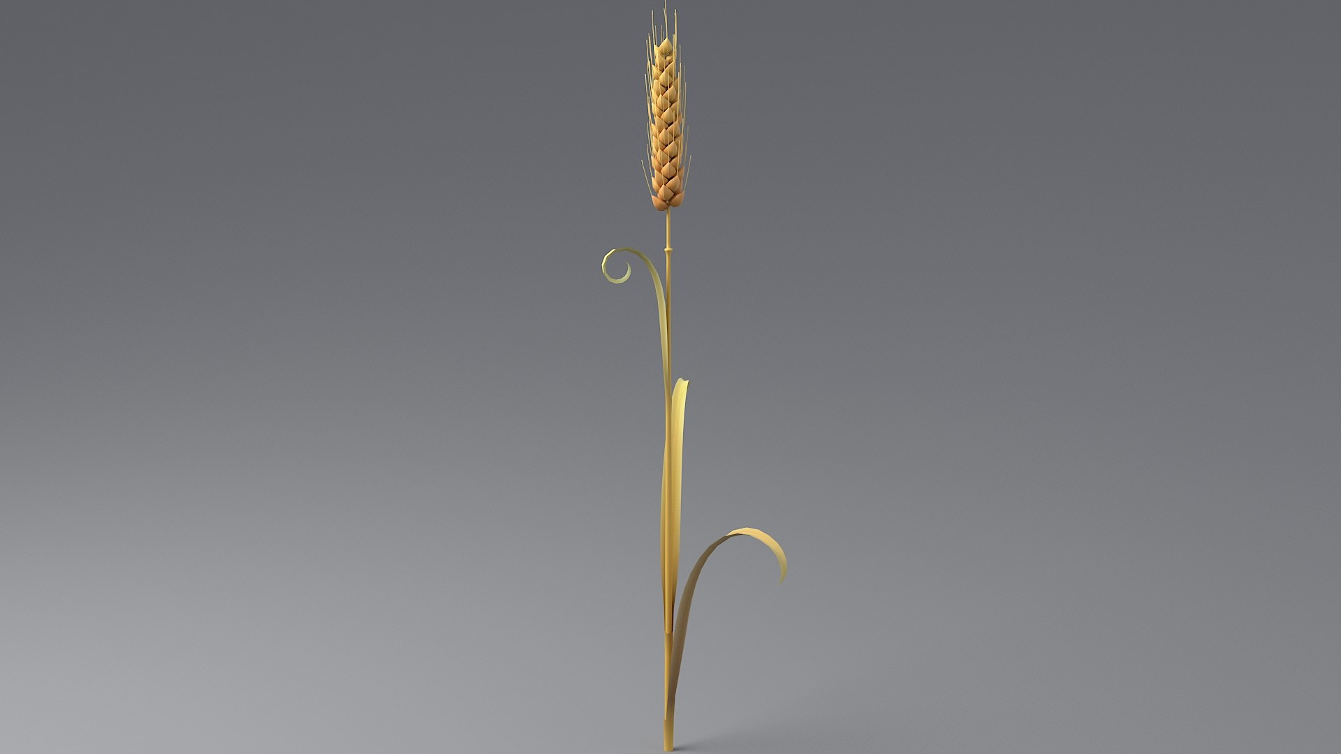 Cartoon Wheat Spikelets Collection 3D https://p.turbosquid.com/ts-thumb/EV/Dhcp3Z/lf/wheat_0007/jpg/1680444194/1920x1080/fit_q87/6ae11d0e202f93af8ca6953ee0feb2afc6256e30/wheat_0007.jpg