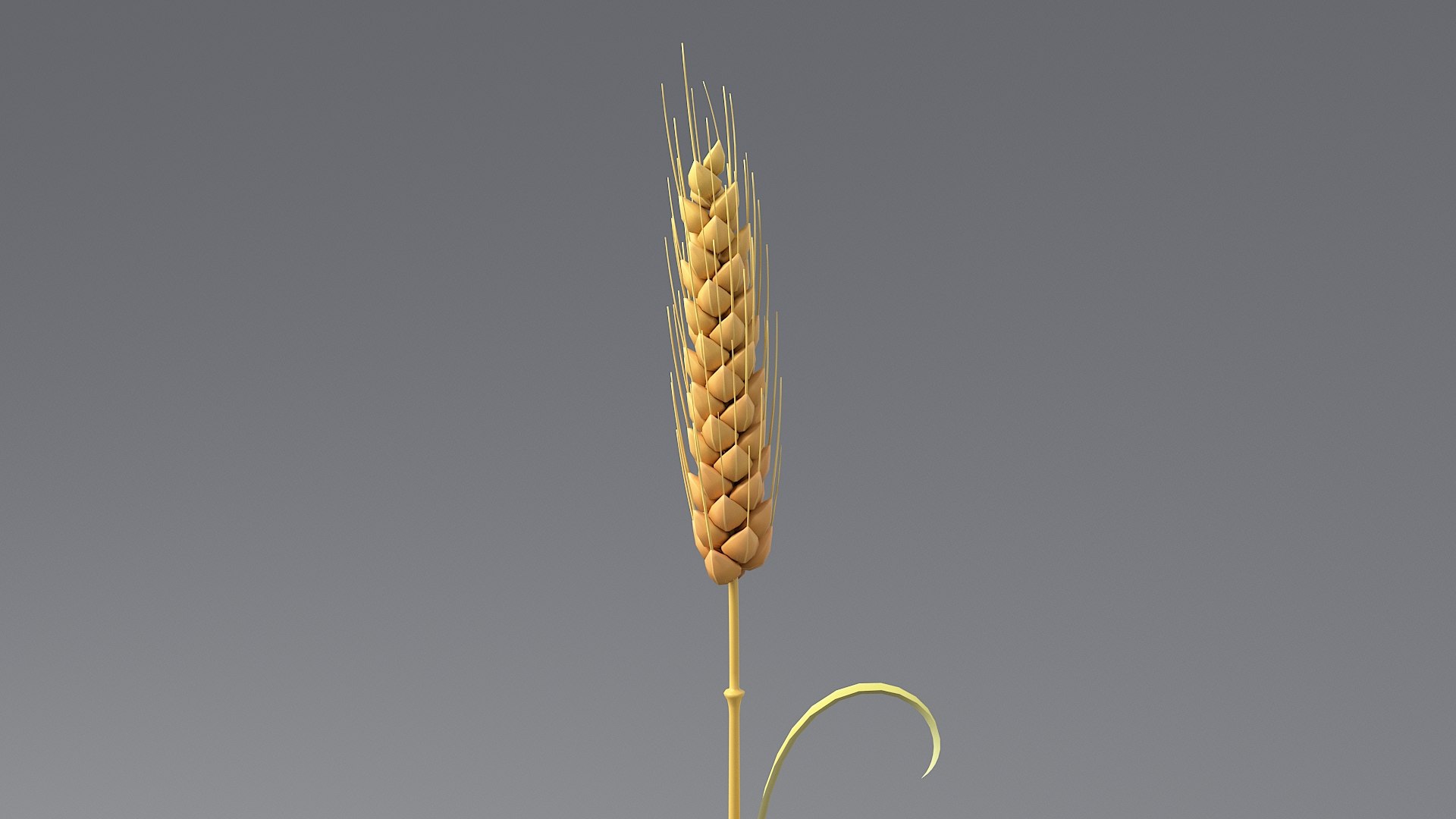 Cartoon Wheat Spikelets Collection 3D https://p.turbosquid.com/ts-thumb/EV/Dhcp3Z/oD/wheat_0016/jpg/1680444195/1920x1080/fit_q87/7ea67545e6dab27e114eac87e706cc5e29f3f306/wheat_0016.jpg
