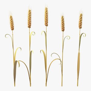 Cartoon Wheat Spikelets Collection
