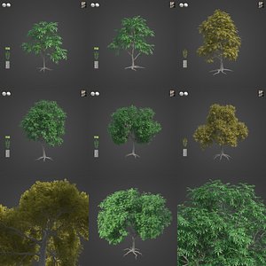 3D 2021 PBR Pecan Tree Collection - Carya Illinoensis