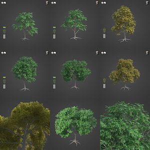 2021 PBR Pecan Tree Collection - Carya Illinoensis