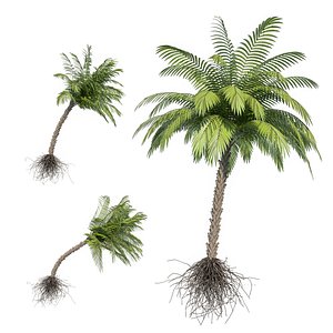 max palm tree