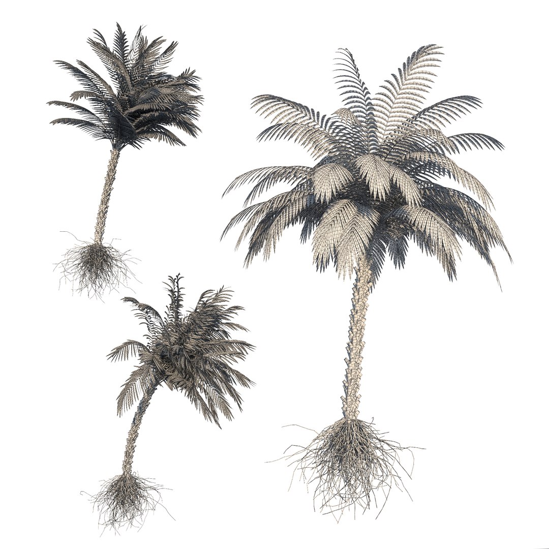 max palm tree