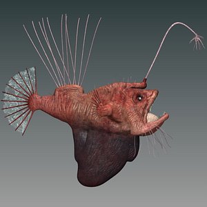 Hairy angler fish