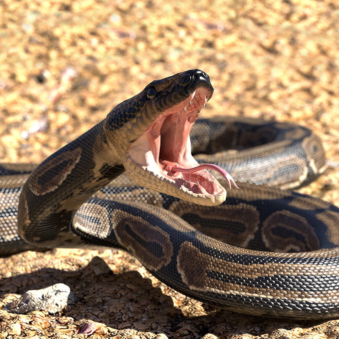 Brown python snake rigged model - TurboSquid 1434023