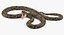 brown python snake rigged model