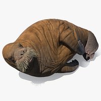 Lying Young Walrus