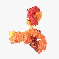 Human Antibody of the IgG - class