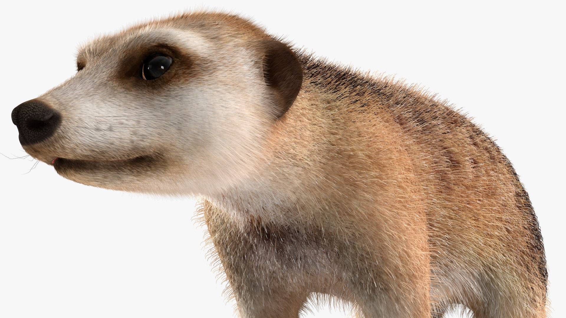 3D Rigged African Animals Collection 11 https://p.turbosquid.com/ts-thumb/EV/lNGrFd/0S/riggedafricananimalscollection113dmodel033/jpg/1662906376/1920x1080/fit_q87/cffb59f71627ab4133ad2c7068a541e14ae1941b/riggedafricananimalscollection113dmodel033.jpg