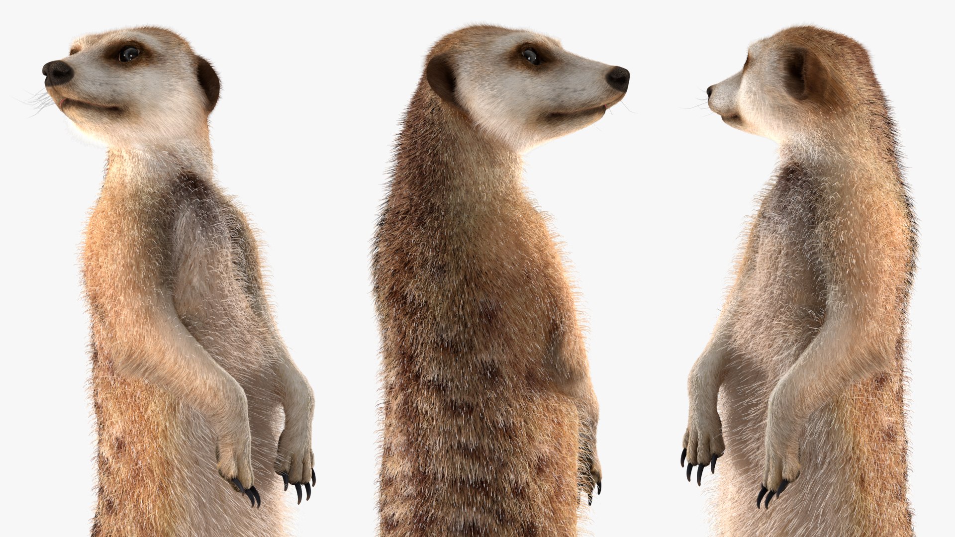 3D Rigged African Animals Collection 11 https://p.turbosquid.com/ts-thumb/EV/lNGrFd/2s/riggedafricananimalscollection113dmodel034/jpg/1662906381/1920x1080/fit_q87/93de0bce60b06ea6b5e52d0d34ee42b1c3bf1fc8/riggedafricananimalscollection113dmodel034.jpg