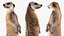 装備されたアフリカの動物コレクション 11