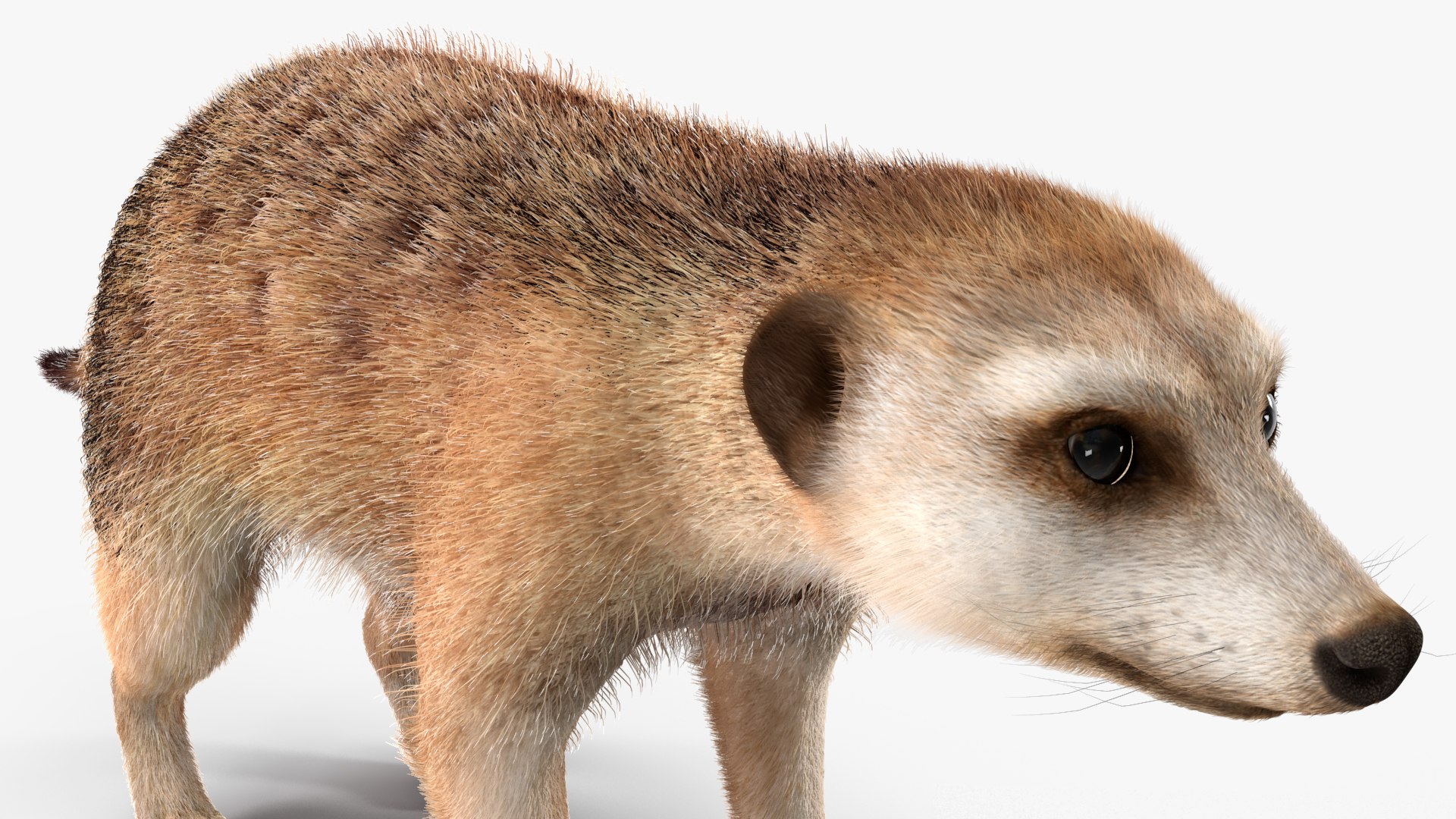 3D Rigged African Animals Collection 11 https://p.turbosquid.com/ts-thumb/EV/lNGrFd/5W/riggedafricananimalscollection113dmodel030/jpg/1662906363/1920x1080/fit_q87/382d1cbcf09fb3be0fd99e73bdf4f320ee4a0cf9/riggedafricananimalscollection113dmodel030.jpg