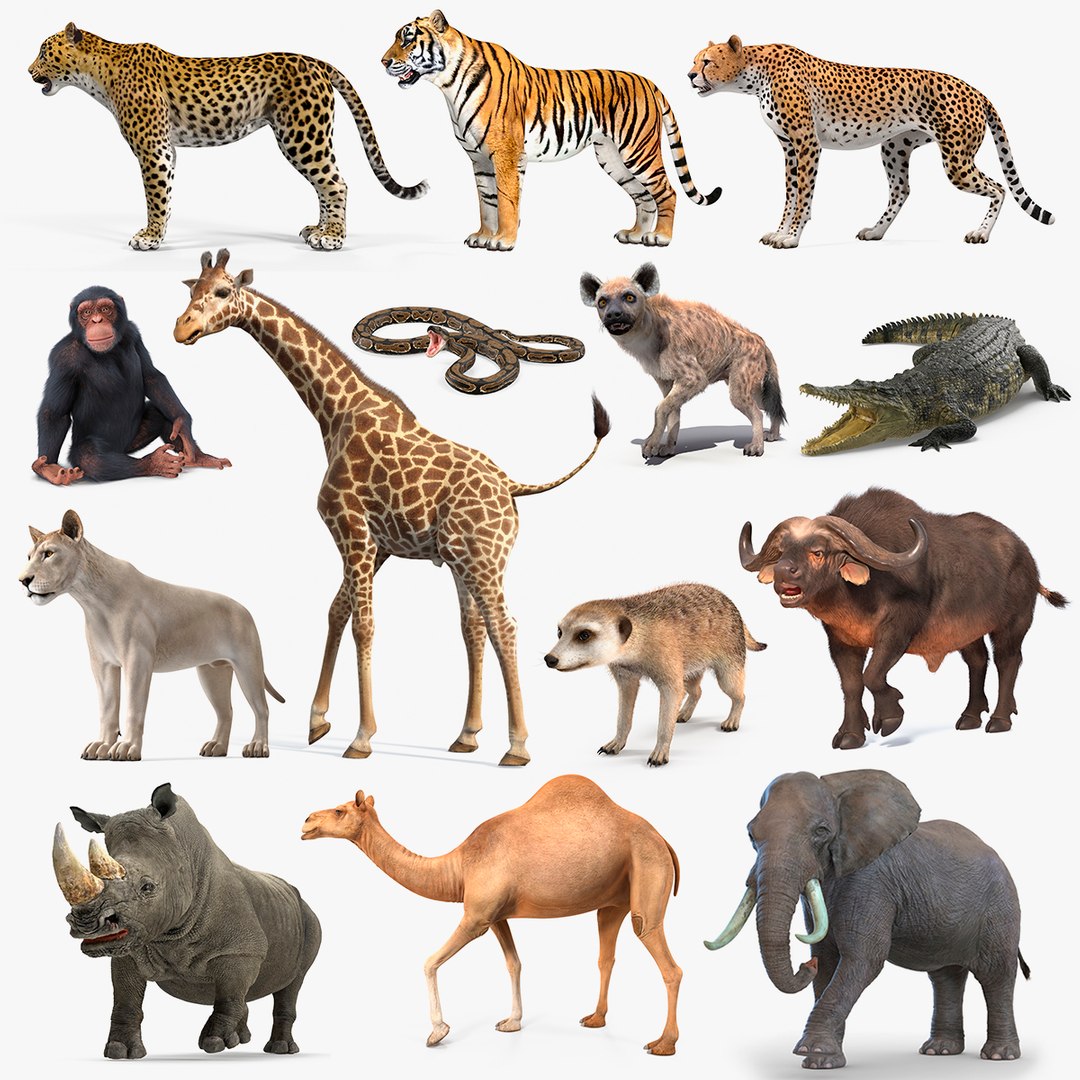 Rigged African Animals Collection 11 3D model preview