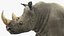 装備されたアフリカの動物コレクション 11