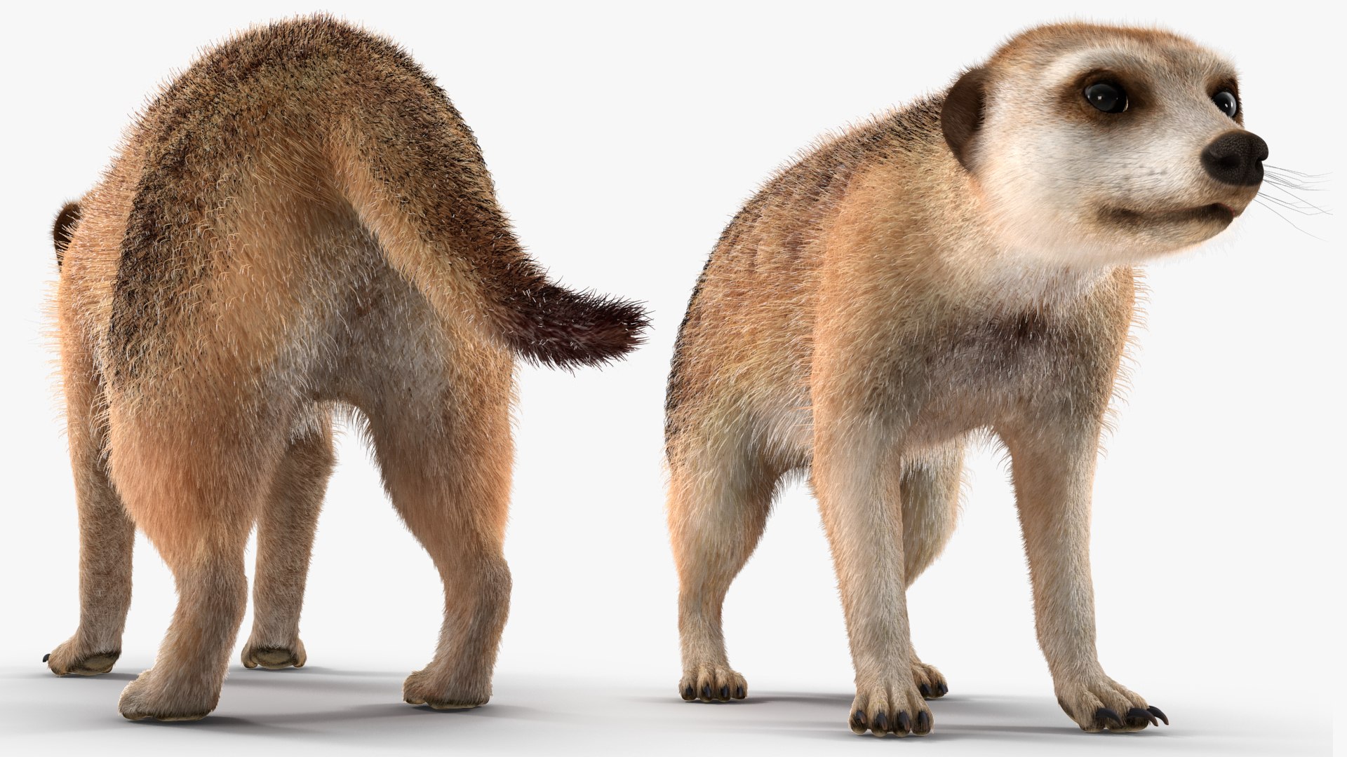 3D Rigged African Animals Collection 11 https://p.turbosquid.com/ts-thumb/EV/lNGrFd/JZ/riggedafricananimalscollection113dmodel023/jpg/1662906334/1920x1080/fit_q87/e56c63a2d0b161e4114e50e369a2356be64f4065/riggedafricananimalscollection113dmodel023.jpg