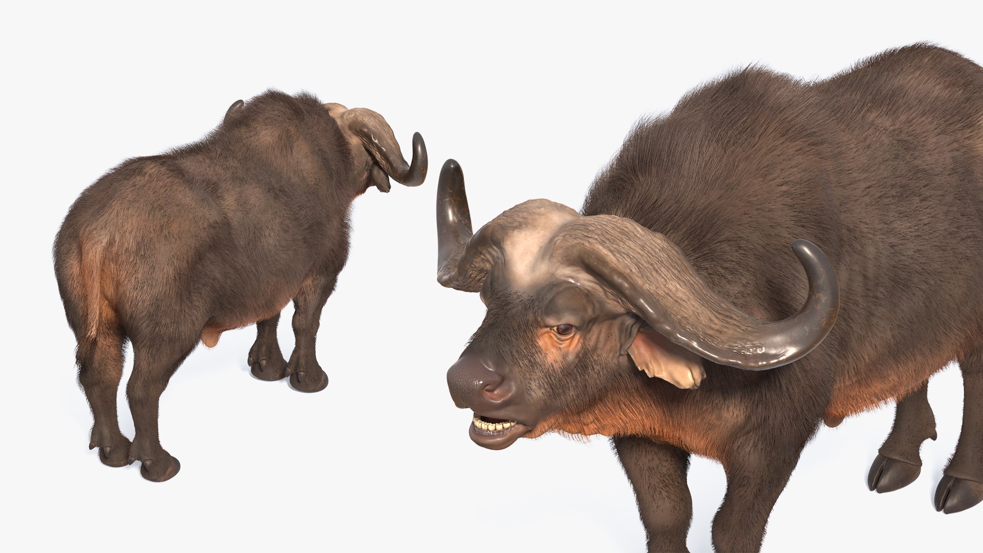 3D Rigged African Animals Collection 11 https://p.turbosquid.com/ts-thumb/EV/lNGrFd/OB/riggedafricananimalscollection113dmodel109/jpg/1662906685/1920x1080/fit_q87/b2a9928568bd8b76f7467c15998c6184c6061695/riggedafricananimalscollection113dmodel109.jpg