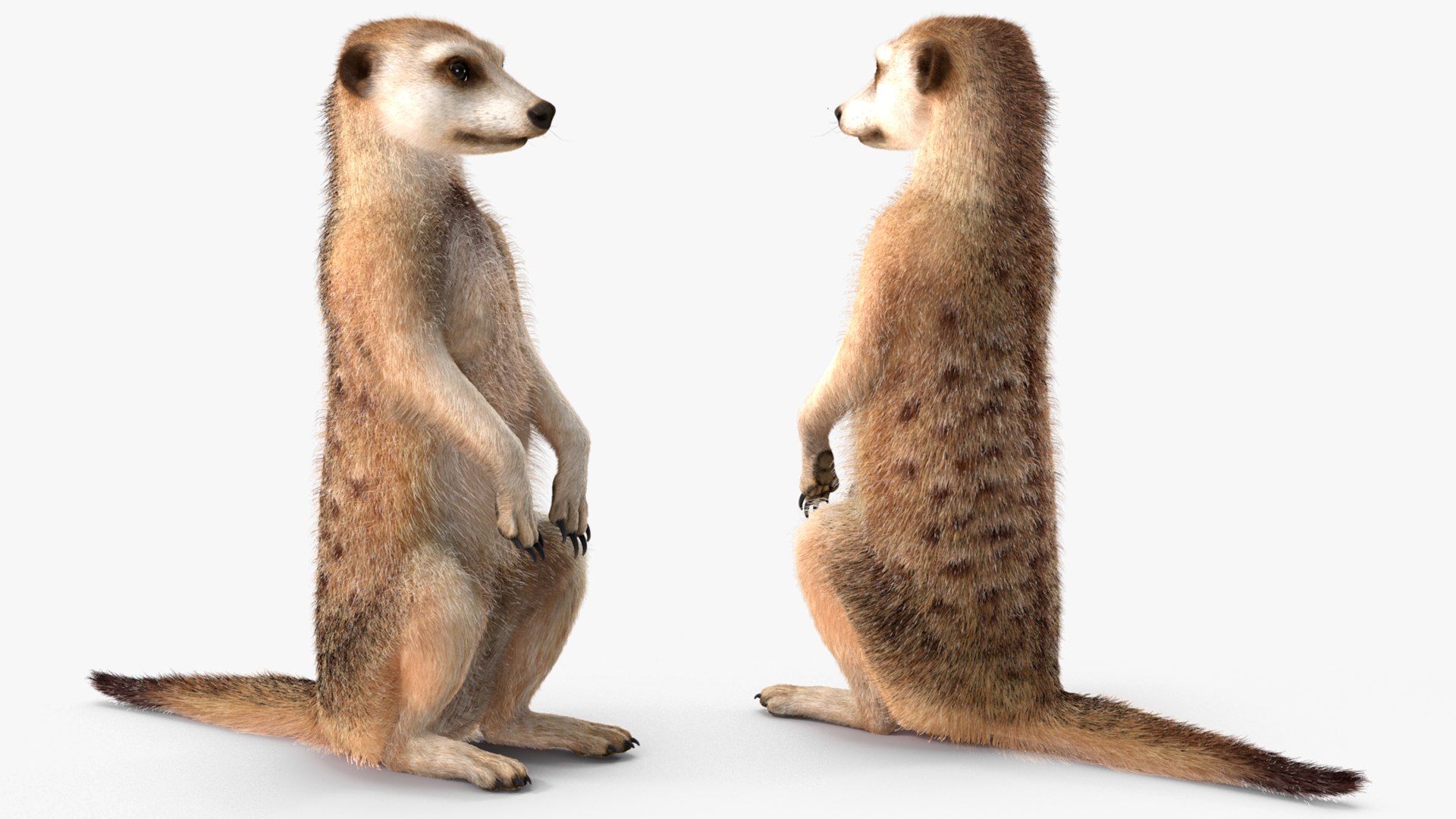3D Rigged African Animals Collection 11 https://p.turbosquid.com/ts-thumb/EV/lNGrFd/Rl/riggedafricananimalscollection113dmodel025/jpg/1662906341/1920x1080/fit_q87/646158c4c1887dbab1c092aea0e37626feeb9432/riggedafricananimalscollection113dmodel025.jpg