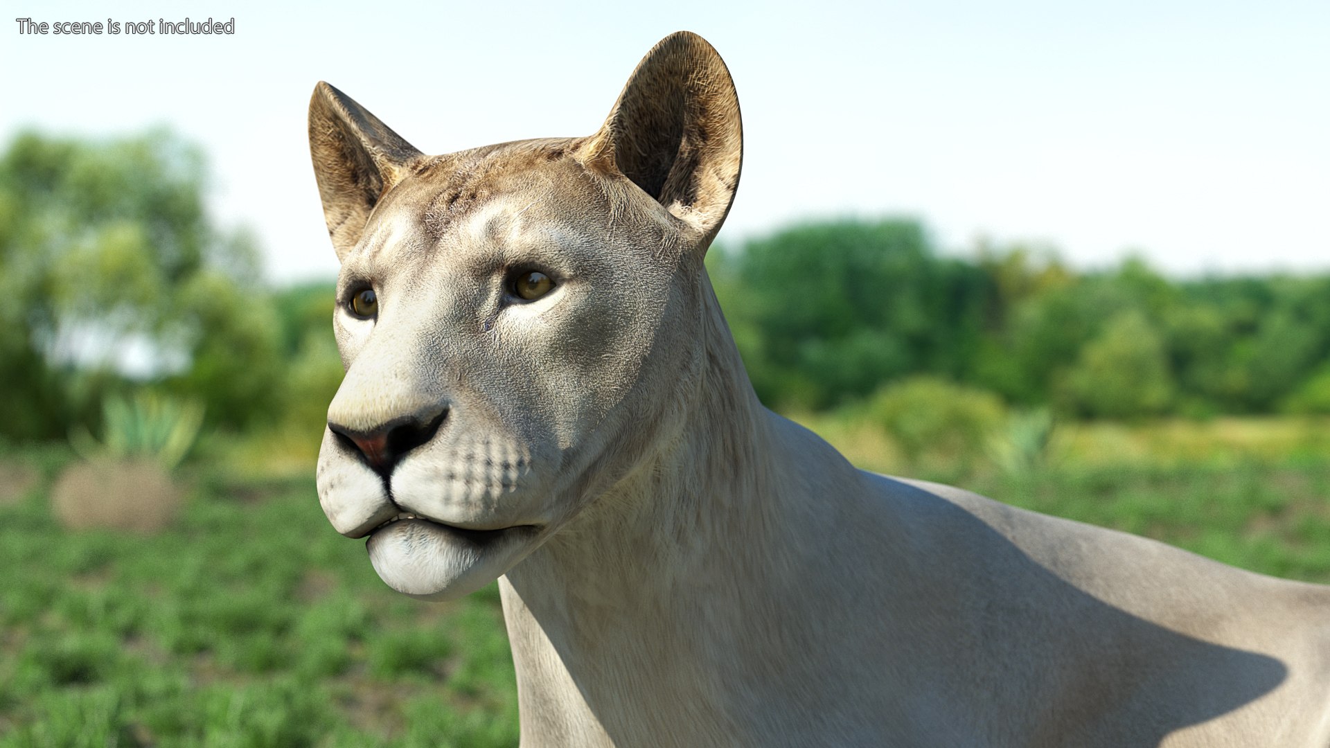 3D Rigged African Animals Collection 11 https://p.turbosquid.com/ts-thumb/EV/lNGrFd/TR/riggedafricananimalscollection113dmodel040/jpg/1662906409/1920x1080/fit_q87/406398903e8ac36970b3cbccdb9860b64307b2c4/riggedafricananimalscollection113dmodel040.jpg