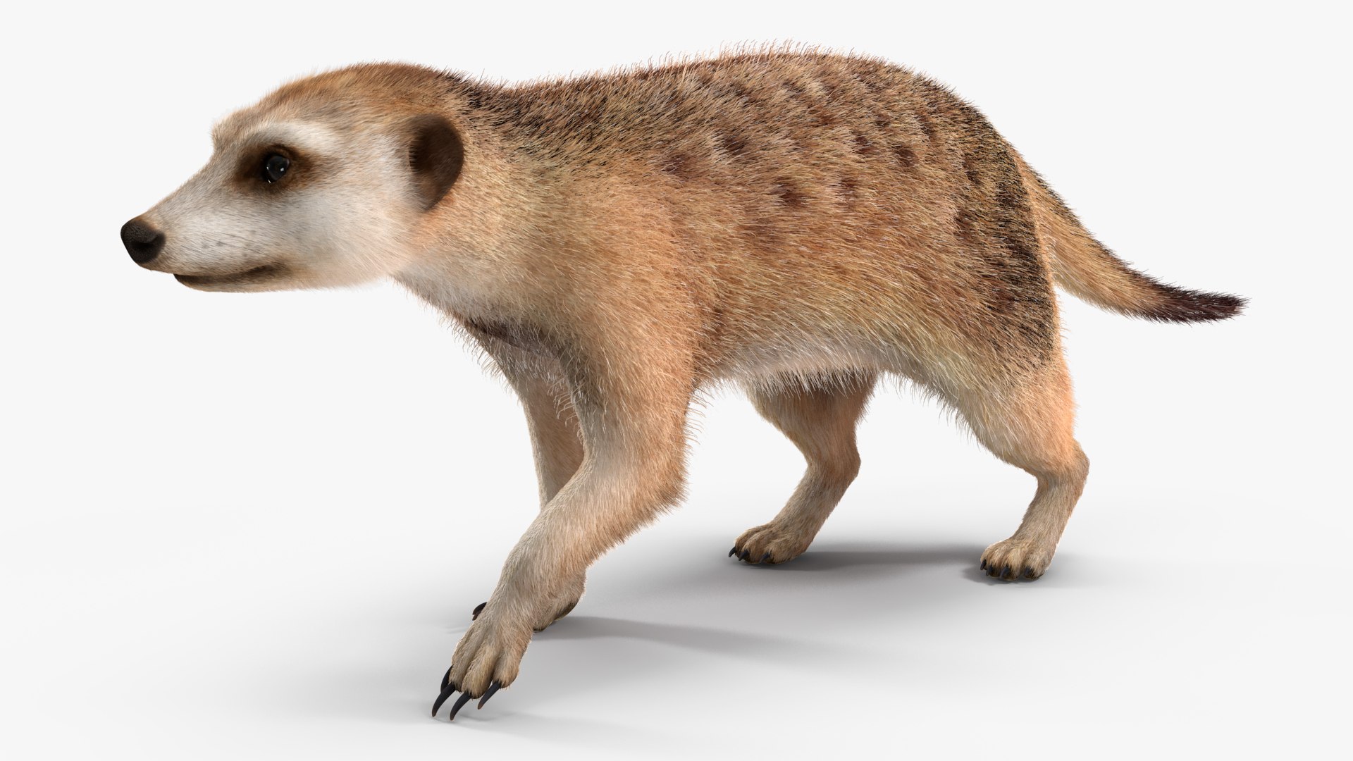3D Rigged African Animals Collection 11 https://p.turbosquid.com/ts-thumb/EV/lNGrFd/Tm/riggedafricananimalscollection113dmodel020/jpg/1662906318/1920x1080/fit_q87/fc007804c3d08a5dbf53ea555fec6ab198b825c7/riggedafricananimalscollection113dmodel020.jpg