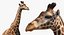 装備されたアフリカの動物コレクション 11