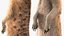 装備されたアフリカの動物コレクション 11