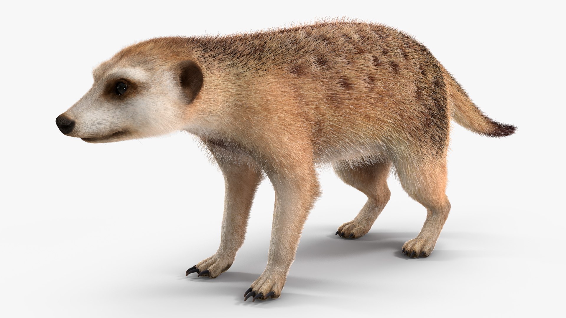 3D Rigged African Animals Collection 11 https://p.turbosquid.com/ts-thumb/EV/lNGrFd/aB/riggedafricananimalscollection113dmodel019/jpg/1662906315/1920x1080/fit_q87/a8ce81e2b65cc5da6fa36b7f0d14c84f74a3f5b5/riggedafricananimalscollection113dmodel019.jpg