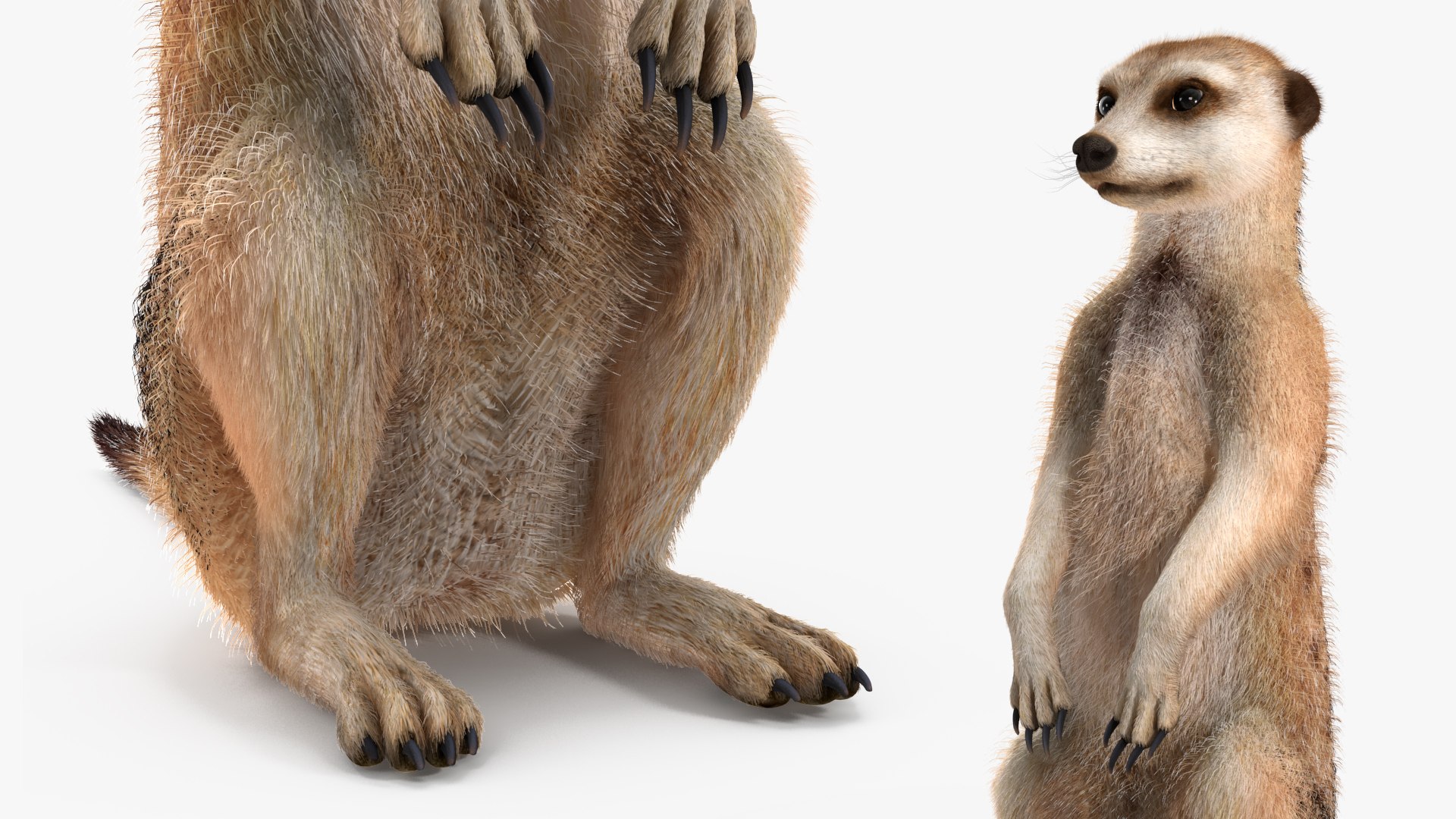 3D Rigged African Animals Collection 11 https://p.turbosquid.com/ts-thumb/EV/lNGrFd/ho/riggedafricananimalscollection113dmodel032/jpg/1662906371/1920x1080/fit_q87/e59a33a46575d178668888a7532d3c649296be55/riggedafricananimalscollection113dmodel032.jpg