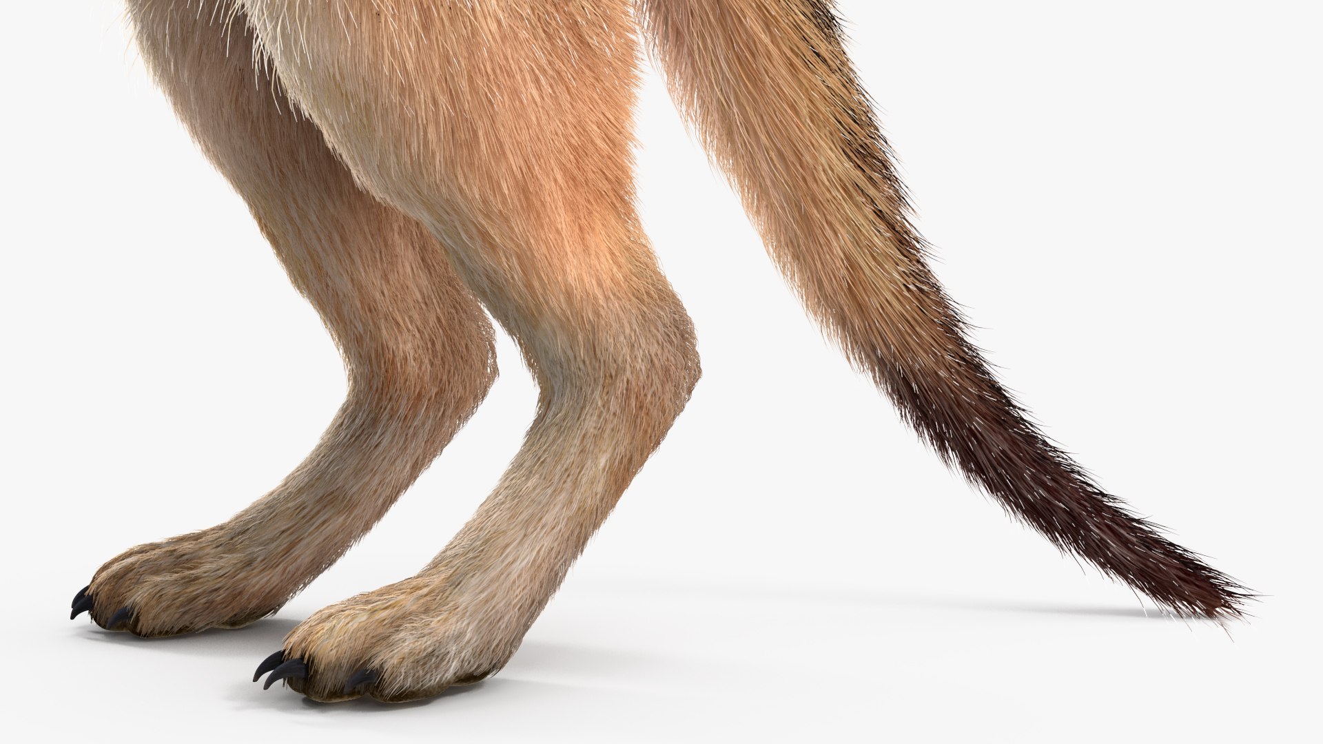 3D Rigged African Animals Collection 11 https://p.turbosquid.com/ts-thumb/EV/lNGrFd/lJ/riggedafricananimalscollection113dmodel036/jpg/1662906392/1920x1080/fit_q87/79b0c4d3ee03b878f410b6fe42af41202421ad23/riggedafricananimalscollection113dmodel036.jpg
