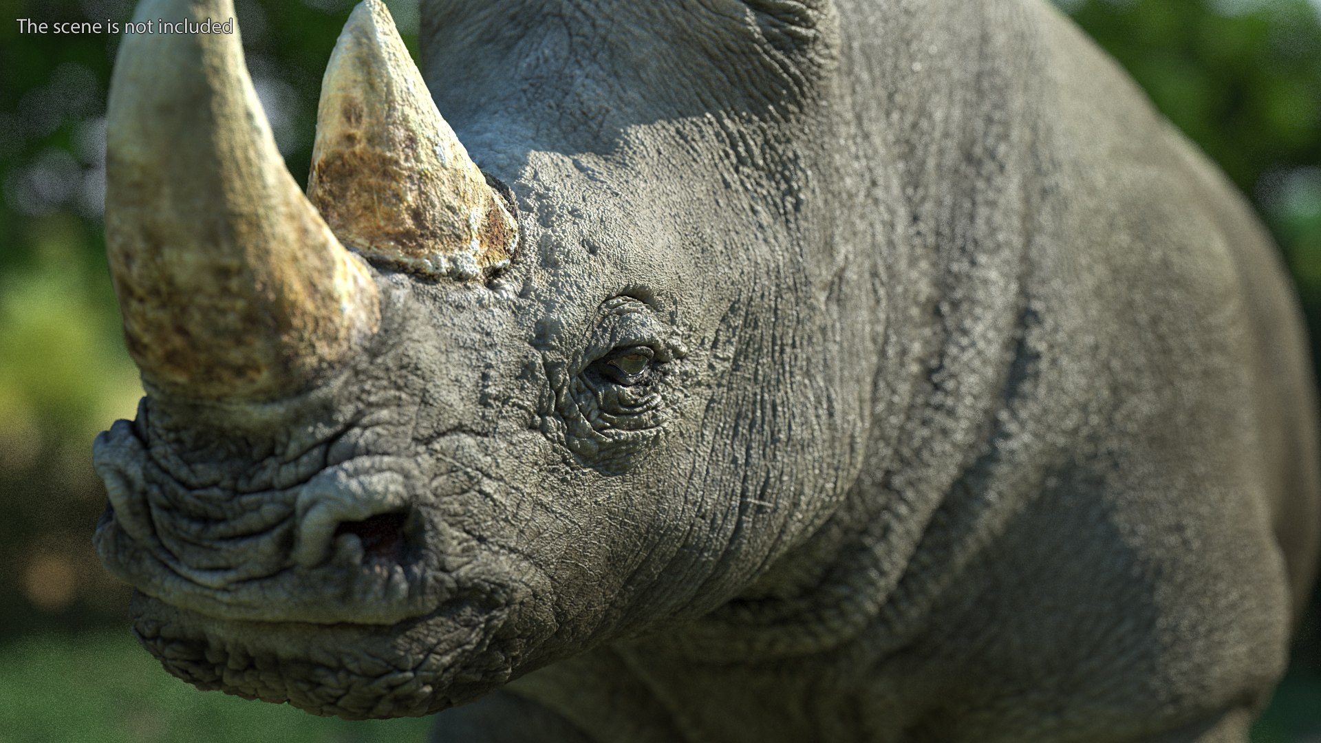 3D Rigged African Animals Collection 11 https://p.turbosquid.com/ts-thumb/EV/lNGrFd/m2/riggedafricananimalscollection113dmodel083/jpg/1662906589/1920x1080/fit_q87/9a88651ad5c128f511c3b6dd351e095d20992bf4/riggedafricananimalscollection113dmodel083.jpg