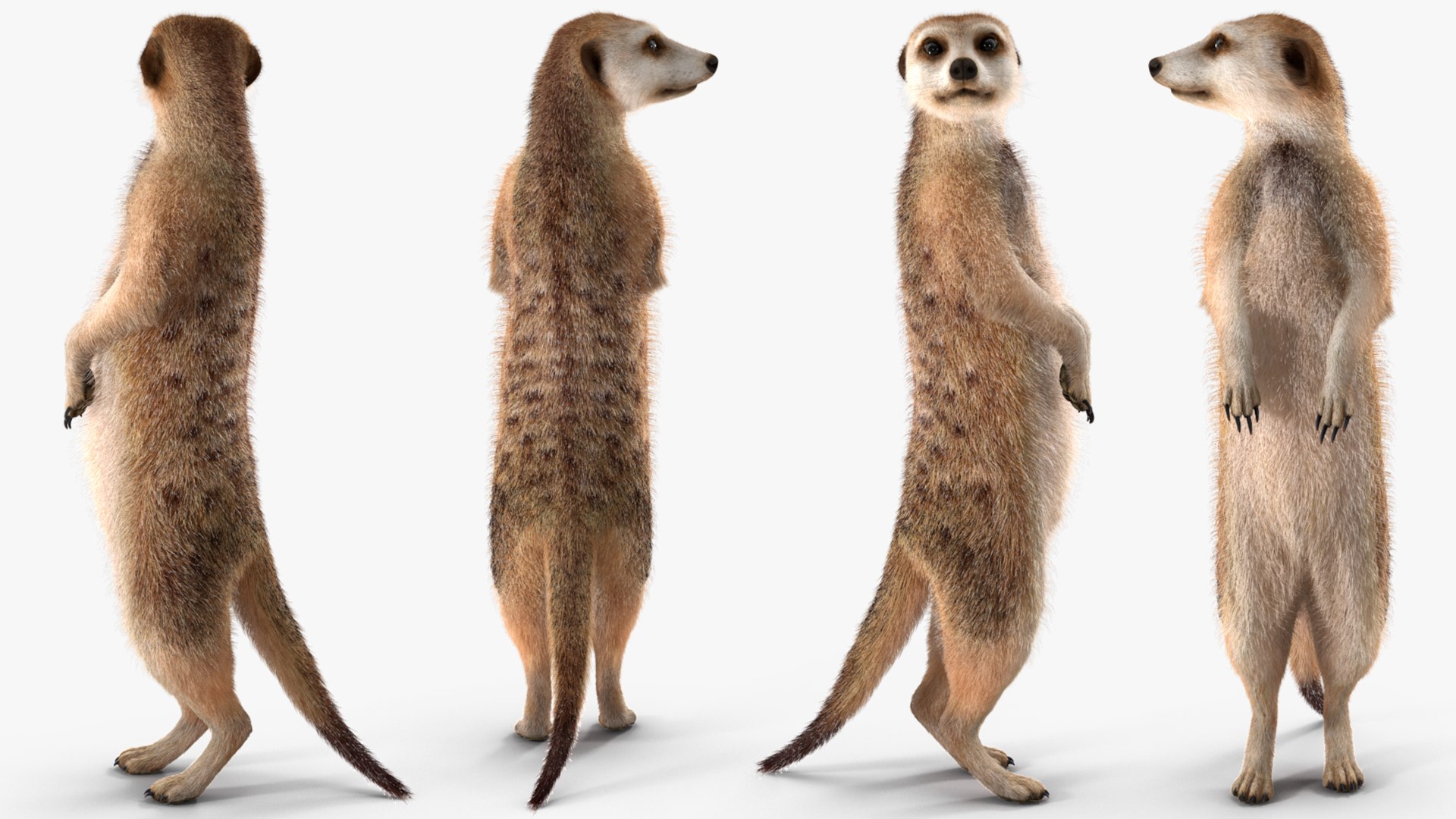 3D Rigged African Animals Collection 11 https://p.turbosquid.com/ts-thumb/EV/lNGrFd/ml/riggedafricananimalscollection113dmodel026/jpg/1662906346/1920x1080/fit_q87/dcdf32b4af462c37d7f427fcc8a5062e4d3e48be/riggedafricananimalscollection113dmodel026.jpg