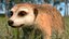 装備されたアフリカの動物コレクション 11