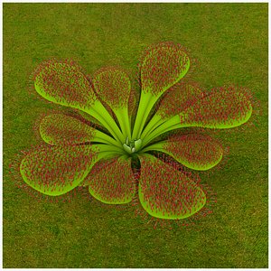 Sundews Drosera 3D